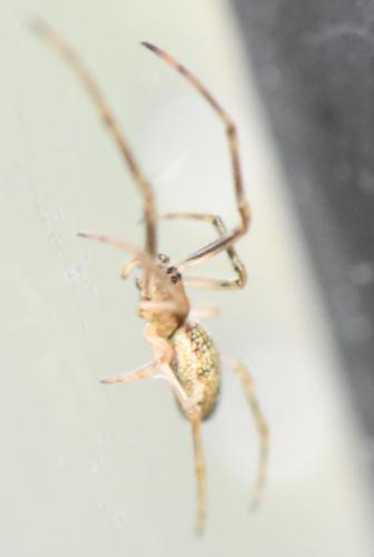 Tetragnatha sp.